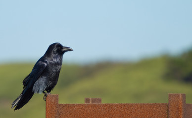 Common Raven (Corvus corax).