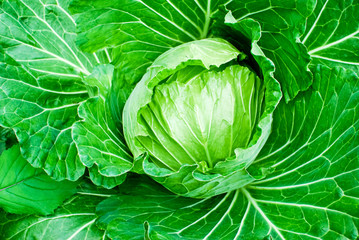 Obraz premium fresh green cabbage closeup