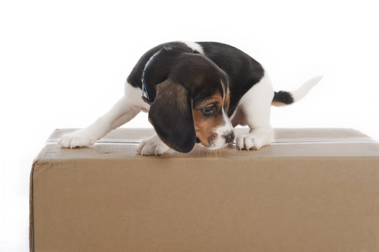 Puppy dog on a box in a studio