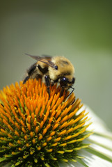 Bee on Coneflower