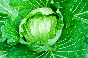Fototapeta premium fresh green cabbage closeup