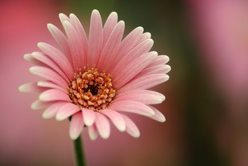 Pink Gerber Daisy