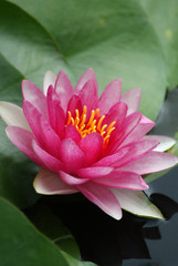 Pink Water Lily