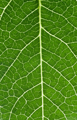 Bean Leaf Macro