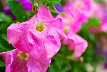 closeup of pink flower