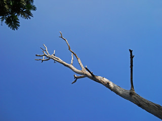dried tree and blue skies