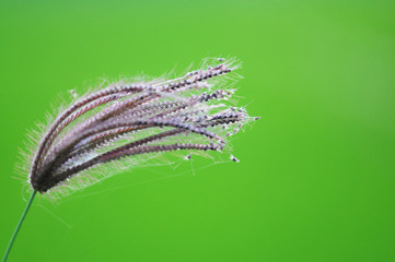 wild flower in the countryside