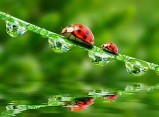 Fototapeta premium Two ladybugs running on fresh morning dew.