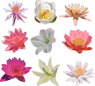 nine isolated lily flowers collection