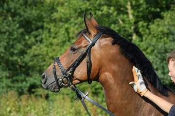 Obraz premium Pferdeporträt mit haltender Menschenhand