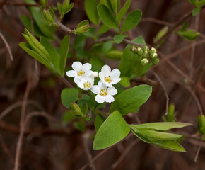 White Spring Flower