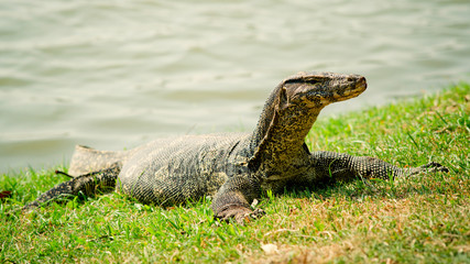 Goanna