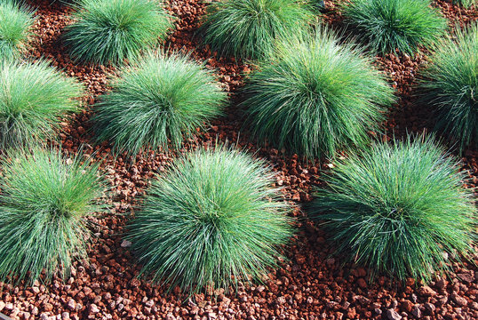 FESTUCA GLAUCA, FESTUCA AZUL O CASTA&Ntilde;UELA AZUL
