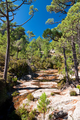 Forêt de l'Ospedale, Corse - 29095988