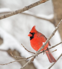 Northern Cardinal, Cardinalis cardinalis