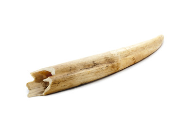 A Bone