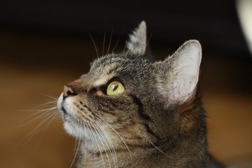 Katze hat etwas entdeckt