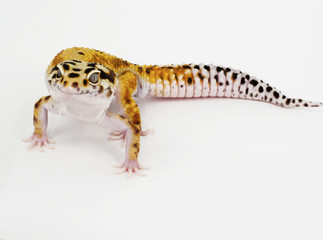 leopard gecko