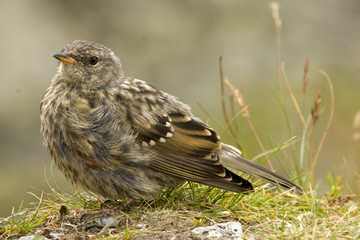 Meadow pipit (Anthus pratensis)