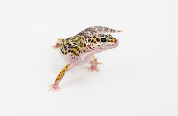 leopard gecko