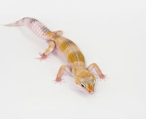 leopard gecko