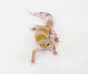 Obraz premium leopard gecko