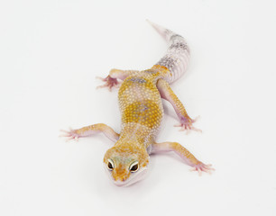 Fototapeta premium leopard gecko