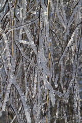 tree branches covered with ice