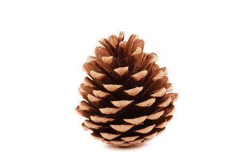 pinecone isolated