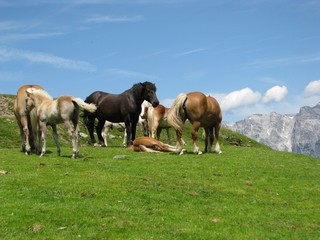 Fototapeta na wymiar Horses in the meadow in Alps