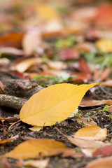 黄葉した桜の葉
