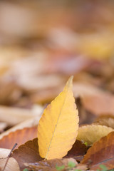 黄葉したケヤキの葉