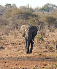 Fototapeta premium Elephant bull with large tusks approaching thirsty in bush