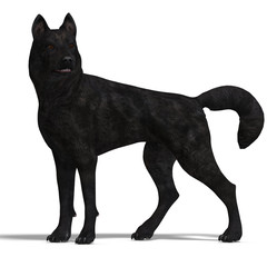 Black Wolf. 3D rendering with clipping path and shadow over