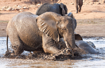 Elephant playing in water with rest of herd