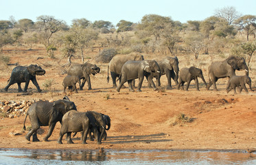 Obraz premium Elephant herd walking past a water hole in Kruger park