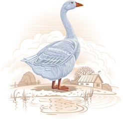 White goose © Rustic