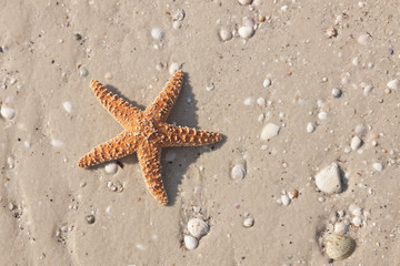 Fototapeta na wymiar Starfish on a tropical beach
