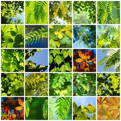 MOSAICO ÁRBOL FOLLAJE
