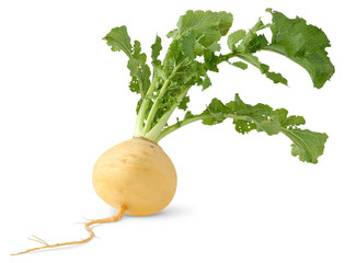Isolated turnip. Fresh yellow turnip with big leaves isolated over white background