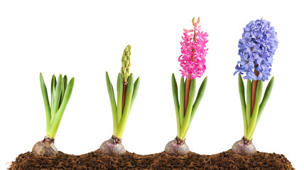 Isolated flowers. Pink and blue hyacinth in the ground in a row in different stages of blooming,...