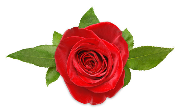 Red rose with leaves, top view, isolated on white