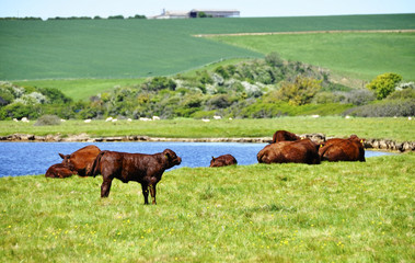 Cows in a field next to a river, England - obrazy, fototapety, plakaty