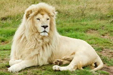 Crédence de cuisine en verre imprimé Lion Lion blanc mâle