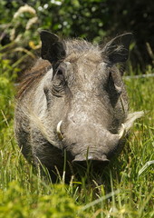 Ugly warthog