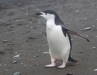 Chinstrap Penguin Walking