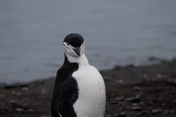 Rolgordijnen Chinstrap Penguin © Brendan van Son