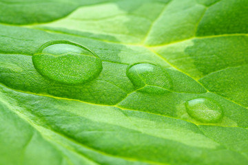 Gouttes d'eau macro sur une feuille