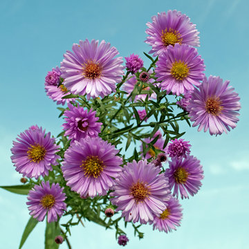 Herbstaster - Aster dumosus
