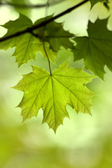 Fototapeta na wymiar Freshly grown maple leaves